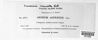 Puccinia recondita image